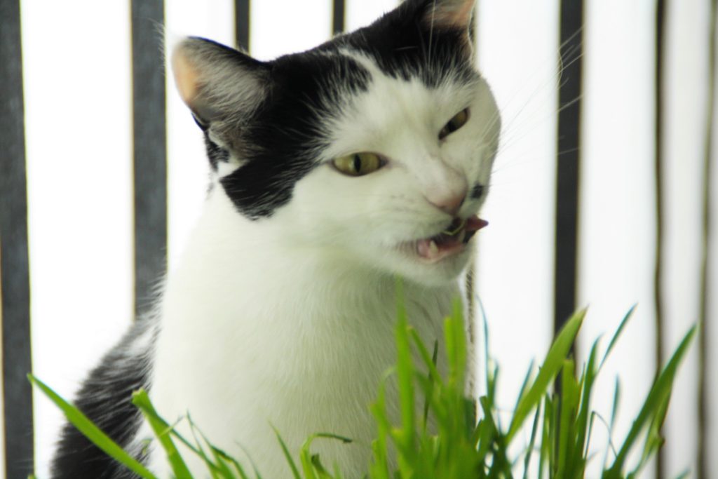 Kissamme Shigu välittää terveisiä että muistakaa torjua flunssia syömällä paljon vihreää <3